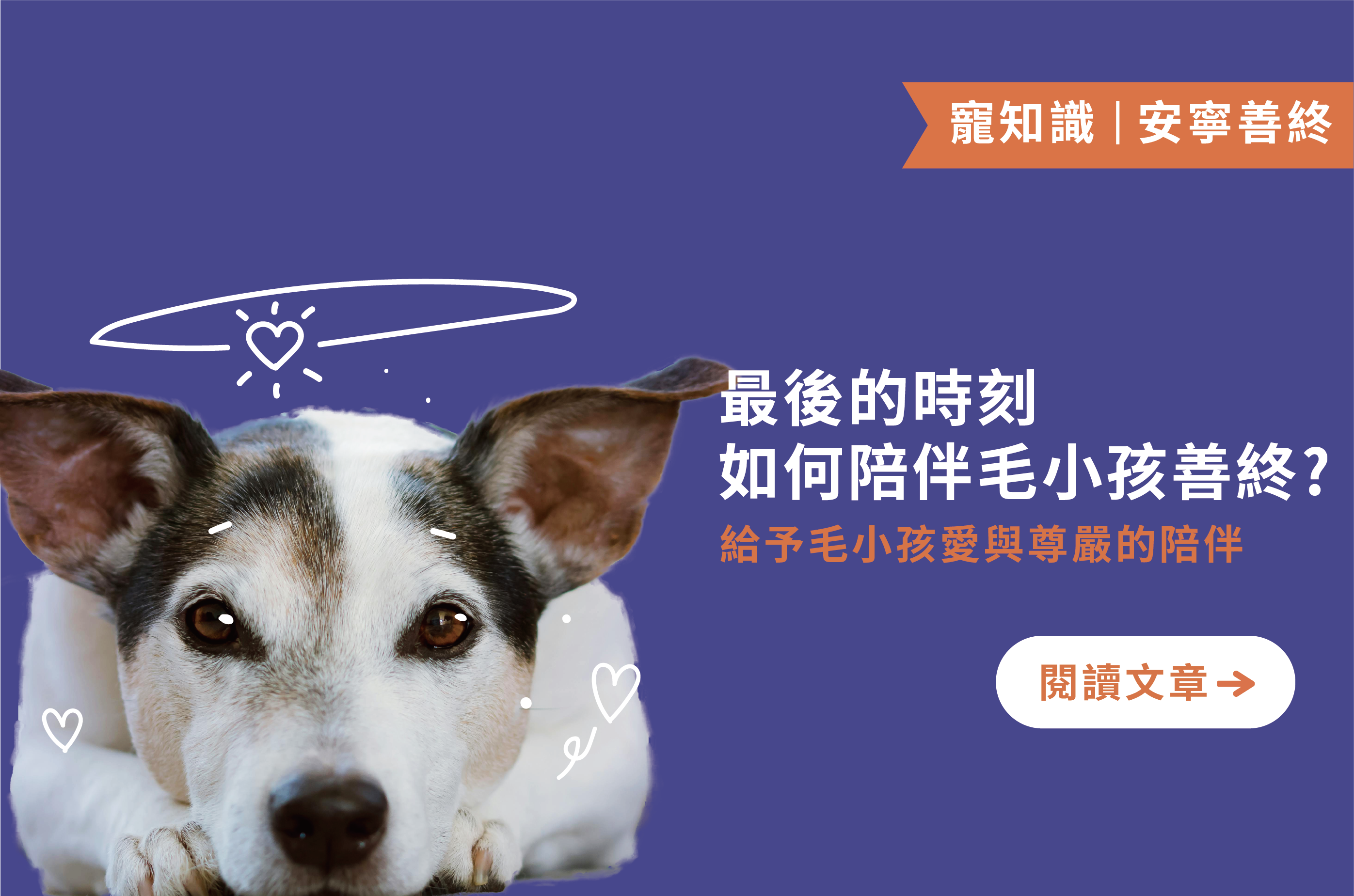 最後的時刻｜如何陪伴毛小孩善終，愛與尊嚴的最後一哩路