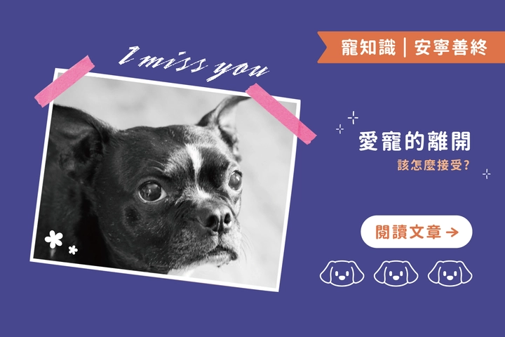愛寵的離開｜該怎麼接受？陪你走過思念的四個階段