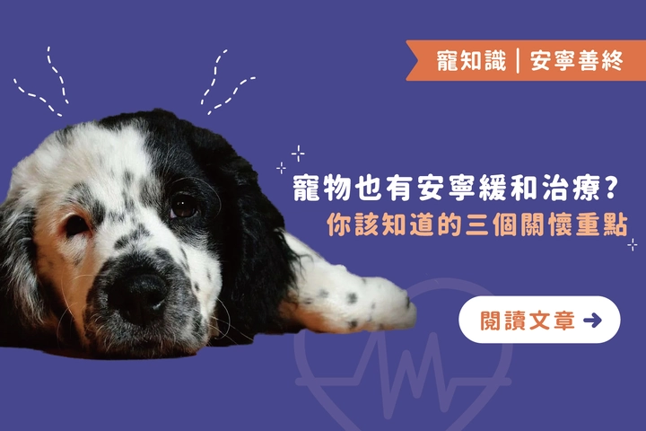 寵物也有安寧緩和治療？｜你該知道的三個關懷重點