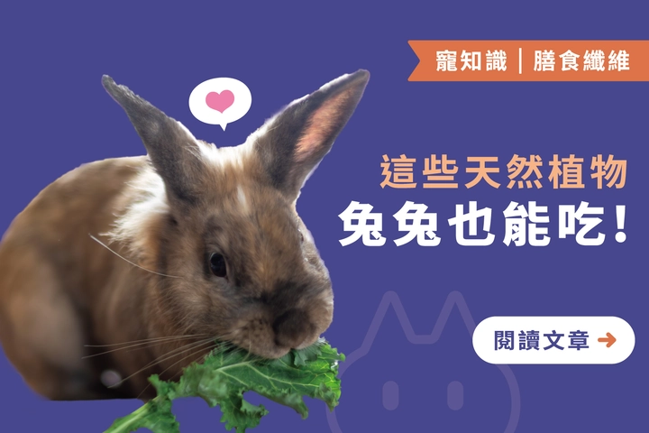 兔兔飲食指南｜這６種天然植物營養又安全