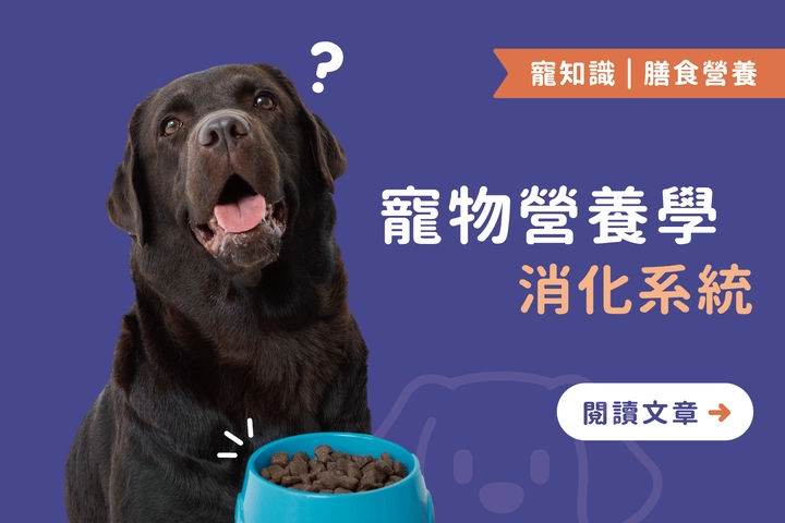 寵物營養學解析｜消化系統健康與常見腸胃疾病關係大揭密