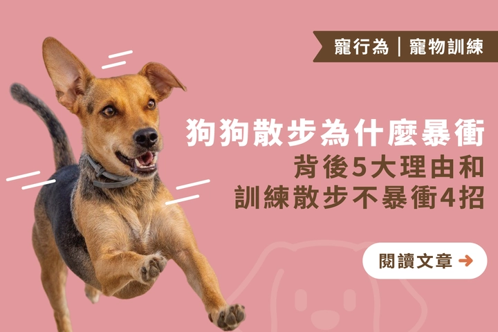 狗狗散步為什麼暴衝？｜背後5大理由和訓練散步不暴衝4招