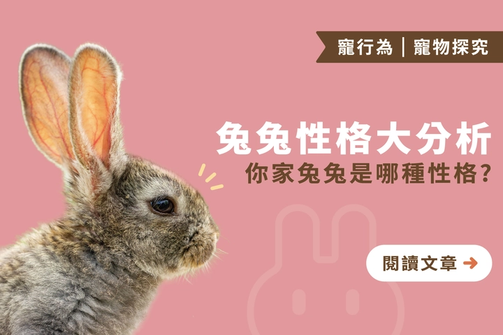 兔兔性格大分析 ｜你家兔兔是哪種性格？