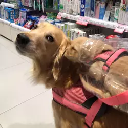 獵犬不打獵鄉林小食光
