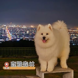 鹿雅森林