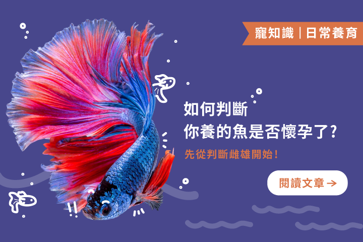 養魚新手必備觀察指南｜如何判斷你養的魚是否懷孕了? 從雌雄判斷到懷孕徵兆