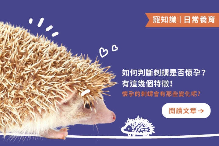 你的刺蝟可能懷孕了？！這5個關鍵特徵千萬別忽略！