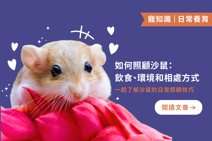 新手必看！沙鼠飲食、環境、互動一次教會你！