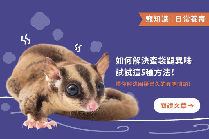 牠超可愛但超臭？5個方法讓你安心養蜜袋鼯，家中無異味！