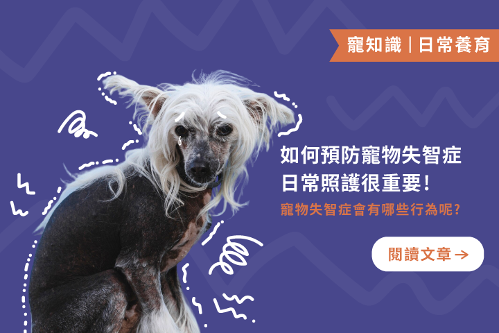 心碎真相：越來越多老年寵物走向失智，主人可以怎麼做？