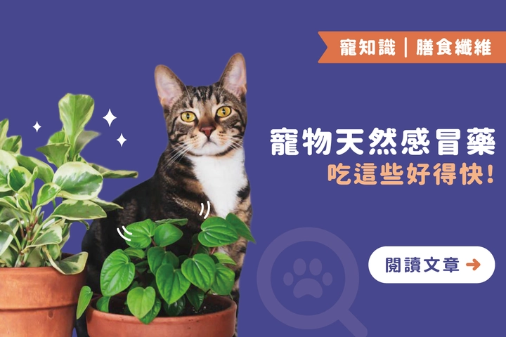 不靠藥也能改善感冒！寵物天然療法大公開