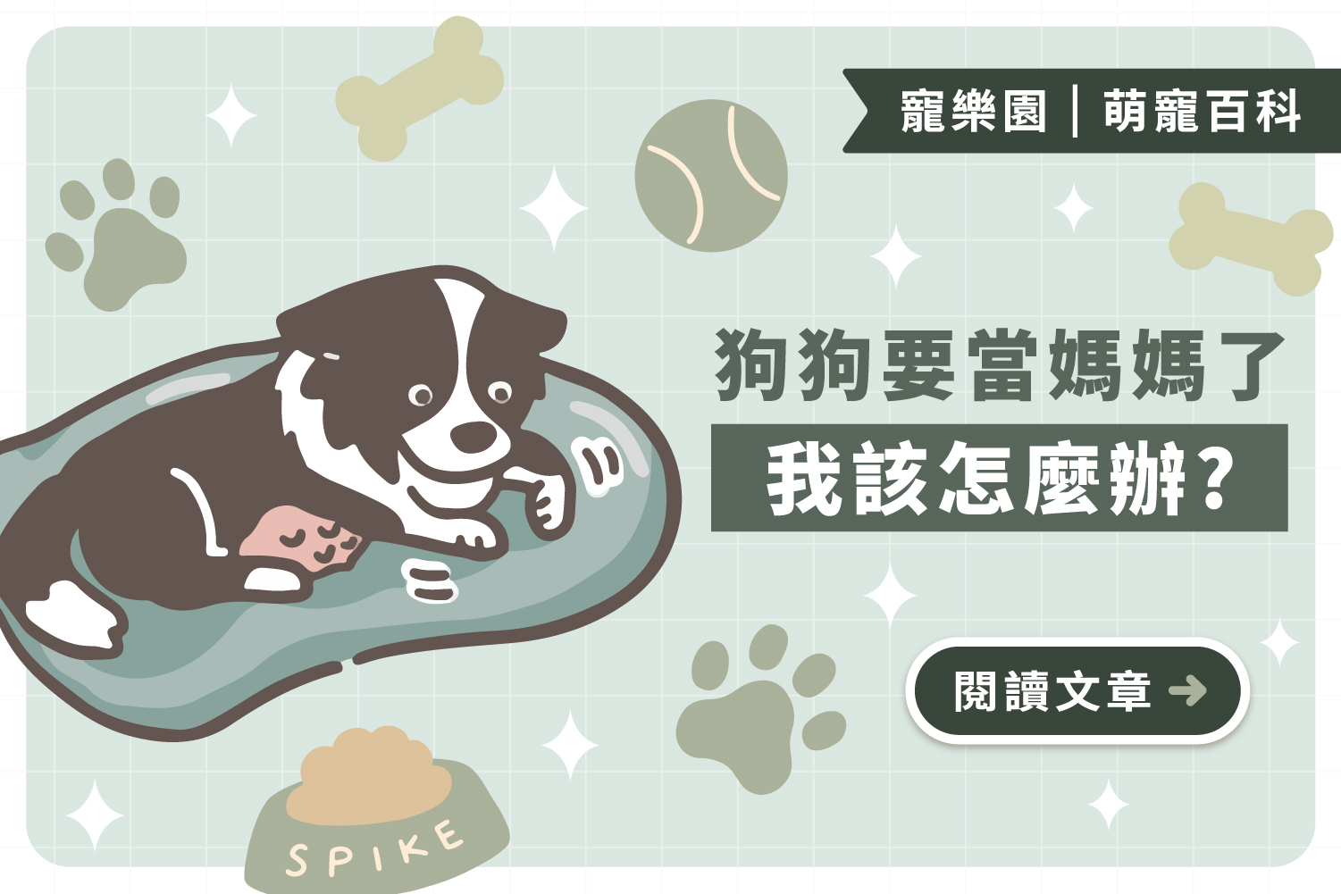狗狗要當媽媽了該怎麼辦？！全面掌握狗狗懷孕的3個階段