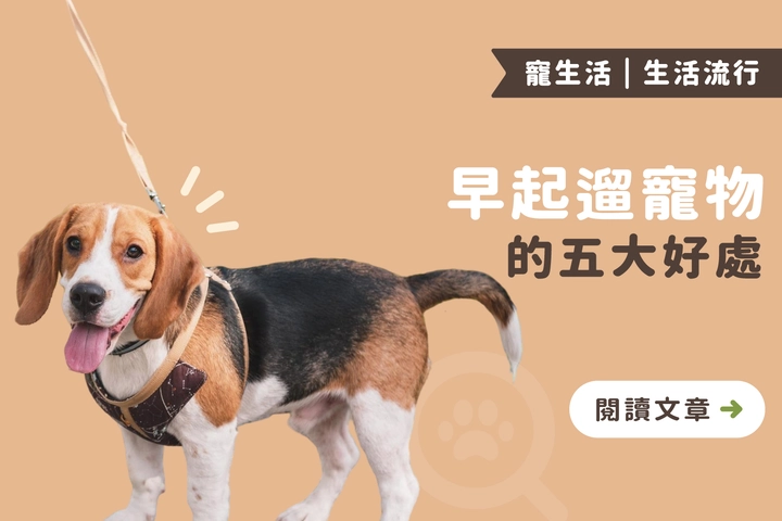 不只是陪牠散步！早起遛寵物對你也有這5大影響