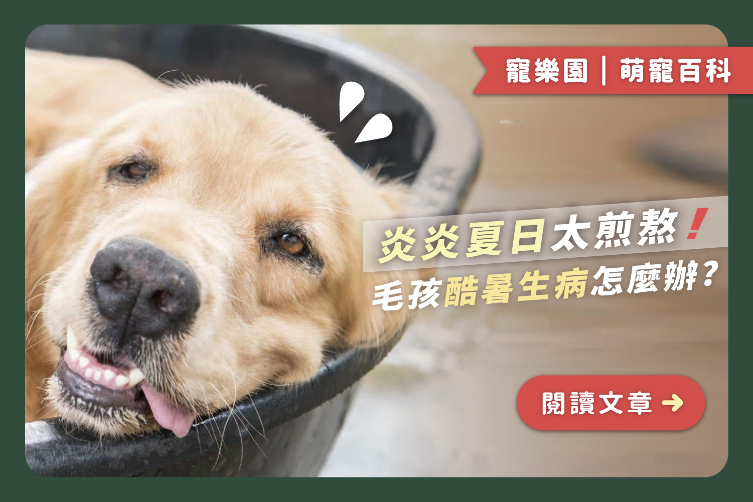炎炎夏日太煎熬｜毛孩酷暑生病該怎麼辦?