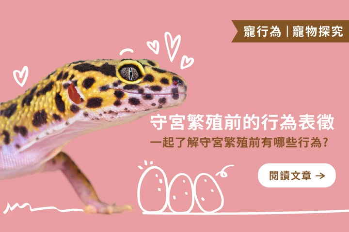 守宮繁殖前的6大行為徵兆！新手必學觀察指南