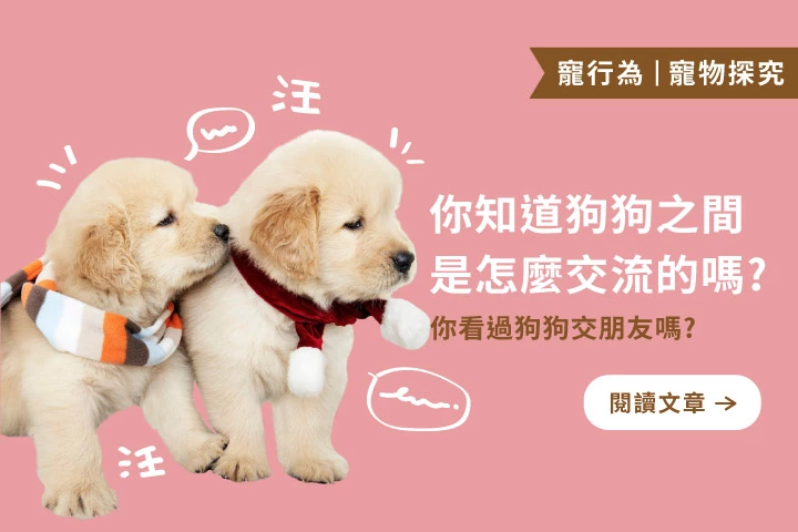 不是只有人會交朋友～狗狗的友誼密碼大公開！