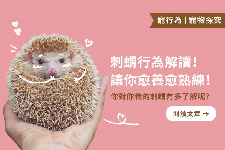 豎刺、塗刺、噴氣聲？一次看懂刺蝟在想什麼！