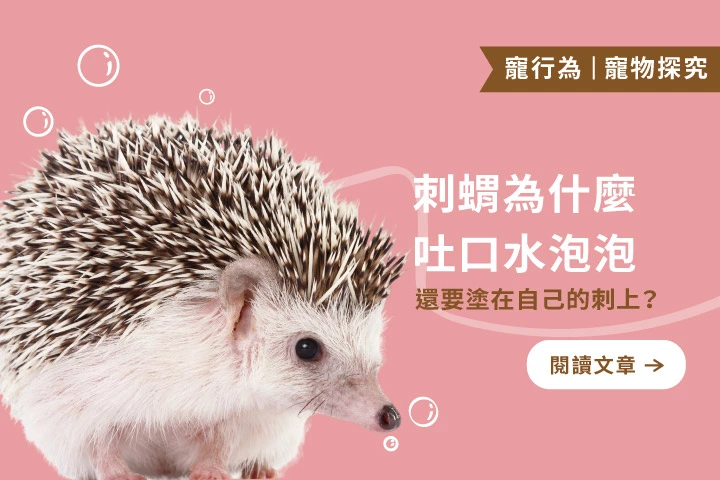 刺蝟為什麼要把口水塗在刺上？原來是天生的「防身術」！