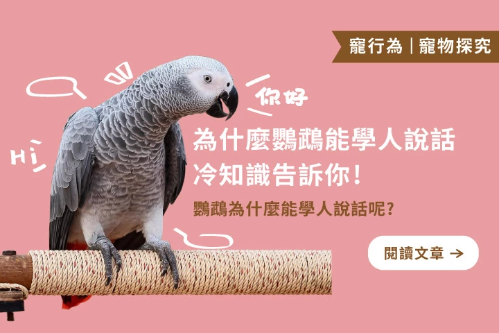 為什麼只有鸚鵡會學舌？冷知識告訴你真相！