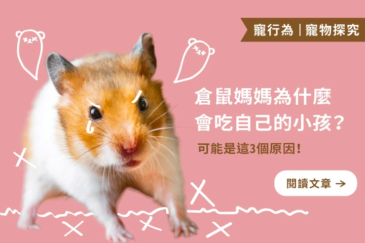 殘忍還是本能？倉鼠媽媽為何吃掉自己的小孩？3大原因曝光！