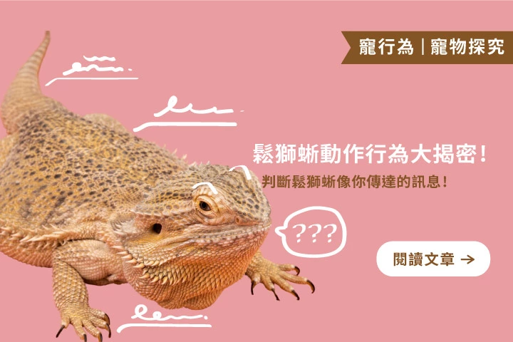 你聽懂鬆獅蜥的「肢體語言」了嗎？這些小動作正在對你說話！