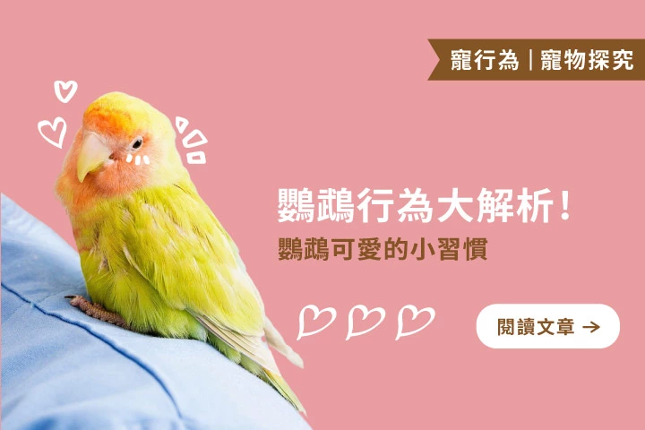 你家鸚鵡在對你撒嬌嗎？5個小動作告訴你牠的心思！