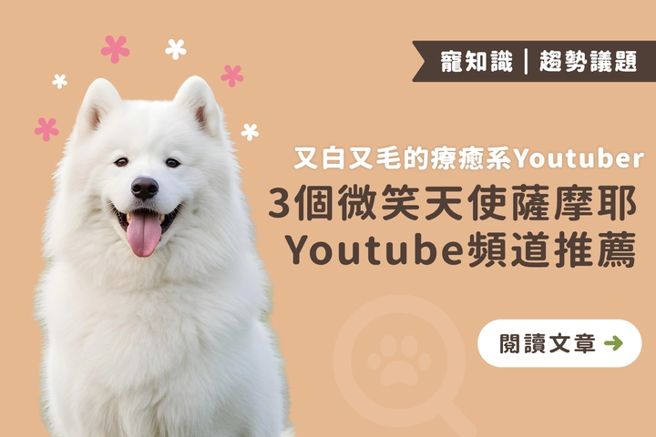 又白又毛的療癒系Youtuber！3個微笑天使薩摩耶Youtube頻道推薦