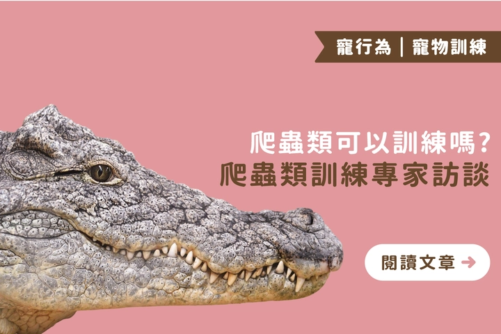 飼養更聰明：爬蟲類訓練的實踐與挑戰