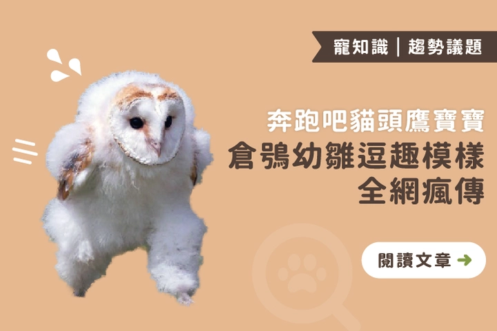 奔跑吧貓頭鷹寶寶！倉鴞幼雛逗趣模樣全網瘋傳！