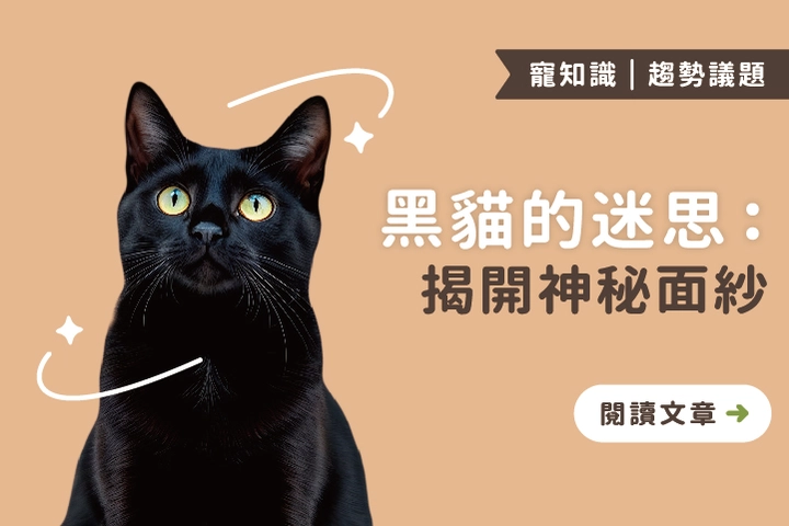 黑貓的迷思：揭開神秘面紗