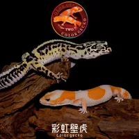 彩虹壁虎工作室