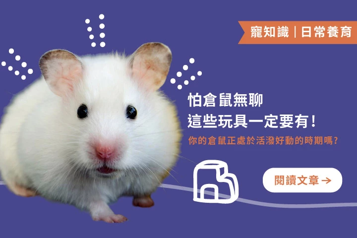 給倉鼠最棒的快樂時光，這些玩具不能少！