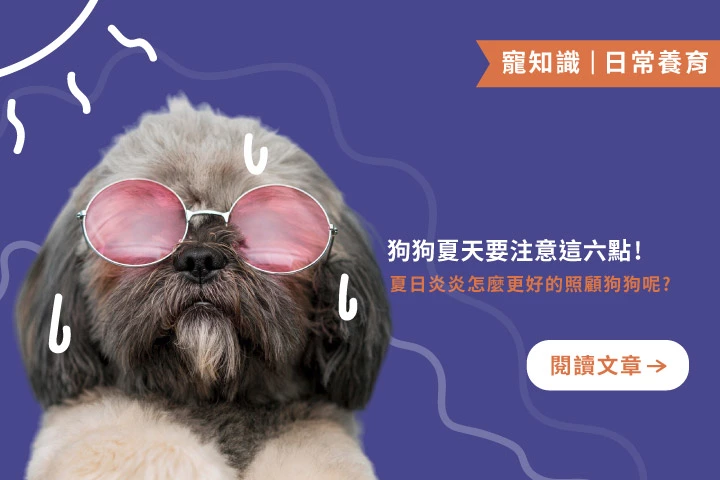 夏天狗狗護理全攻略！6大重點守護毛孩健康
