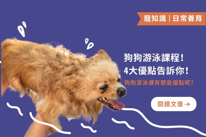 狗狗游泳4大好處＋注意事項，飼主必看！