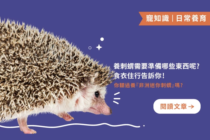 刺蝟不是你想的那麼難養！6大關鍵一次告訴你