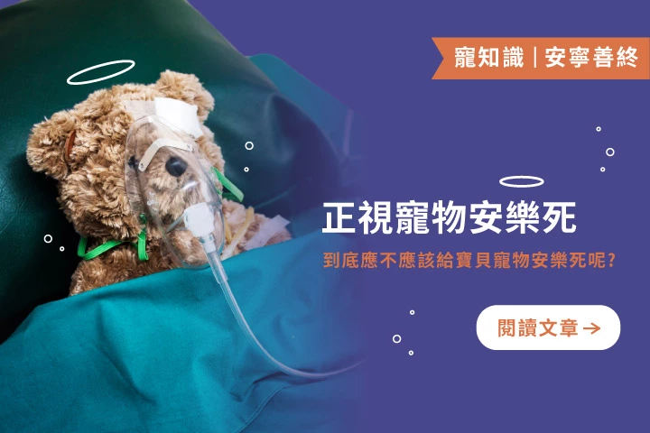 當愛需要放手：寵物安樂死的真相與思考