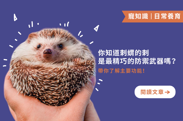 刺蝟的刺:不只是防禦,更是牠的全能神器!