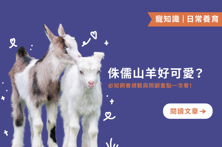 侏儒山羊飼養全攻略:從吃、住到玩,一次掌握照顧重點!