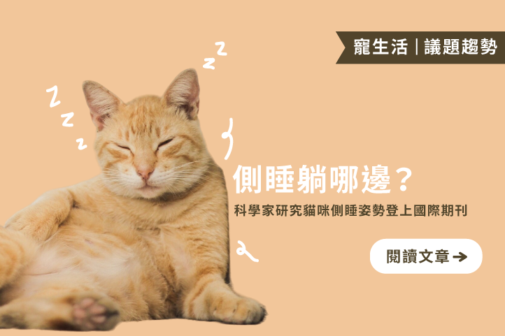 貓咪睡姿也有學問？研究揭露牠們偏愛左側入睡