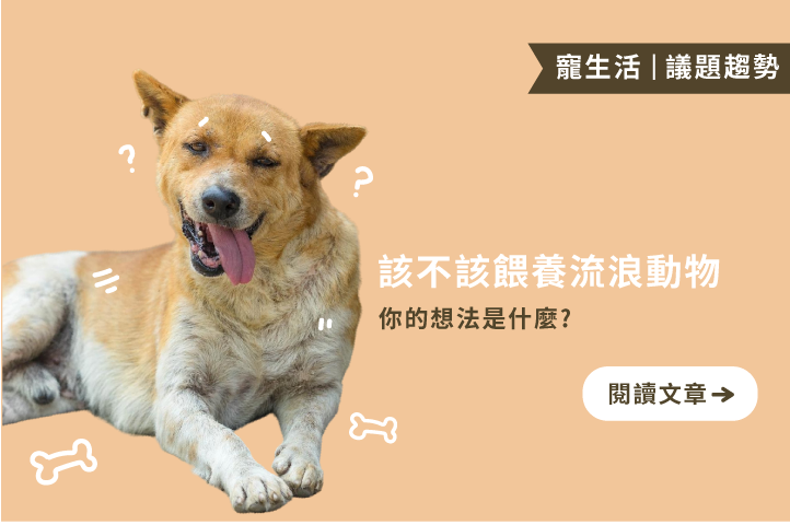 餵或不餵？關於流浪動物餵食的不同觀點整理