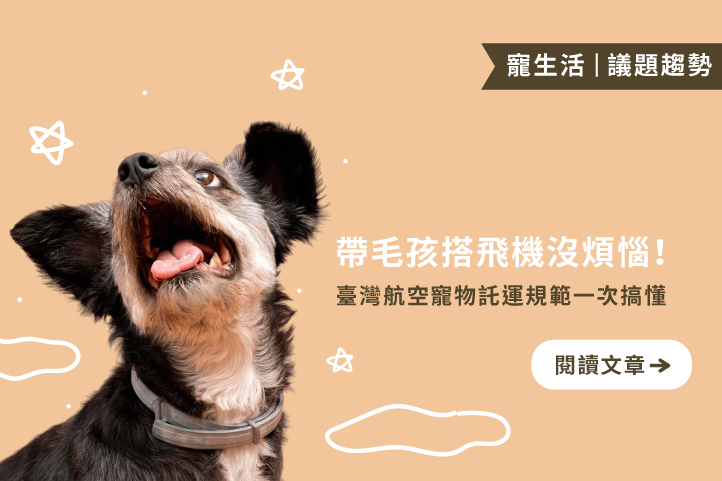 帶毛孩搭飛機沒煩惱！臺灣航空寵物託運規範一次搞懂