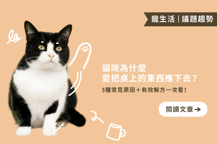 貓咪為什麼愛把桌上的東西推下去？5 大常見原因與實用解方一次搞懂