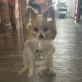 member-title