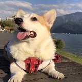 member-title