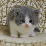 member-title