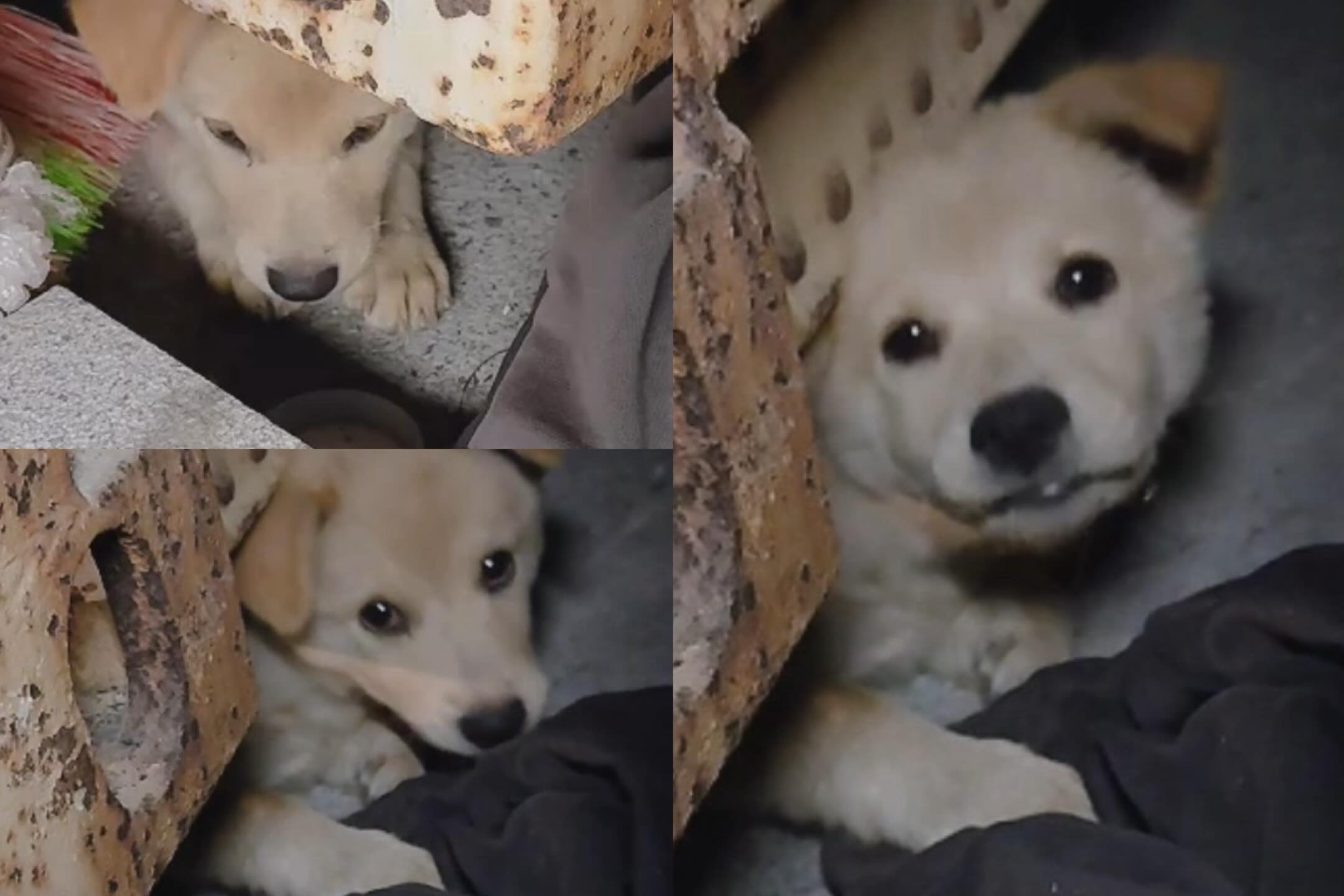 ✅已成功找家【送養】高雄全區送養🐕米克斯幼犬