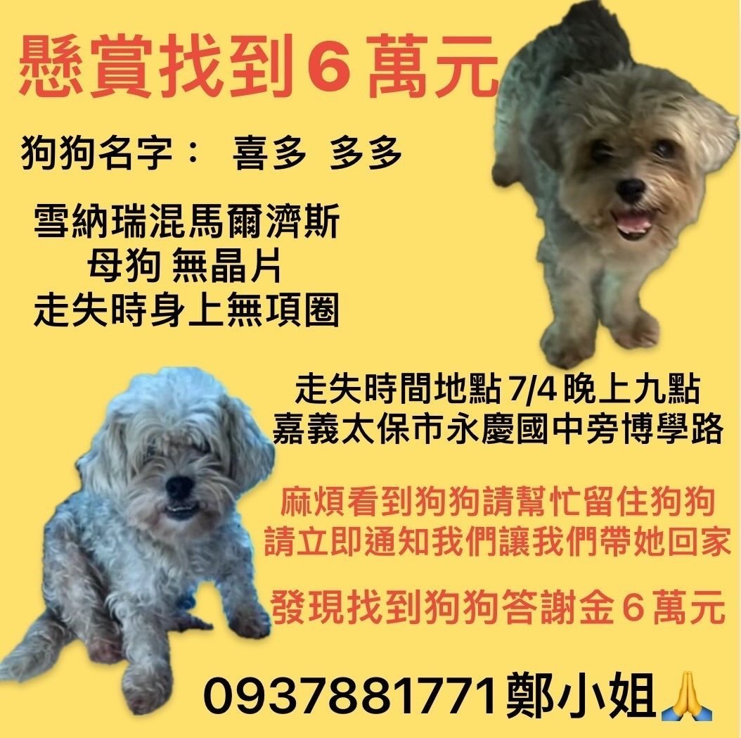 【協尋】嘉義太保/雪納瑞混馬爾濟斯🐶喜多