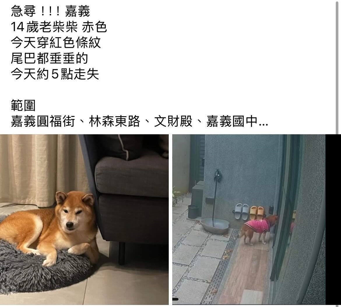 【協尋】嘉義🐕14歲老柴Yuko🐕赤色