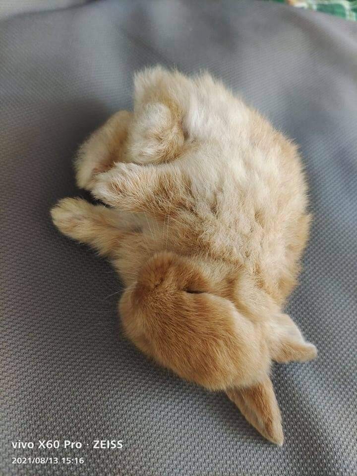 【送養】台中海線🐰九億🐰3歲半，母兔未結紮