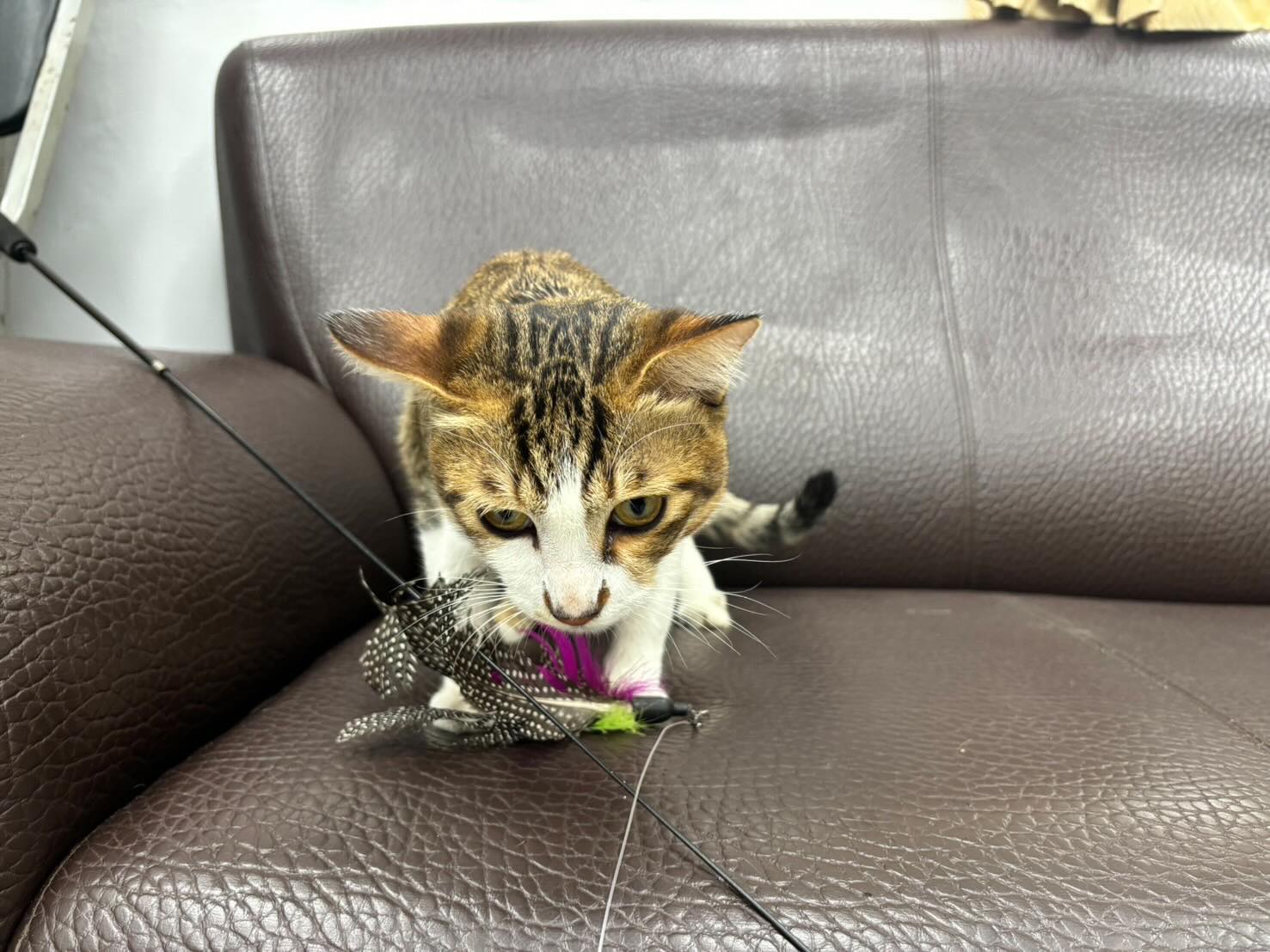 【送養】桃園市大園區🐱白底虎斑貓（公）